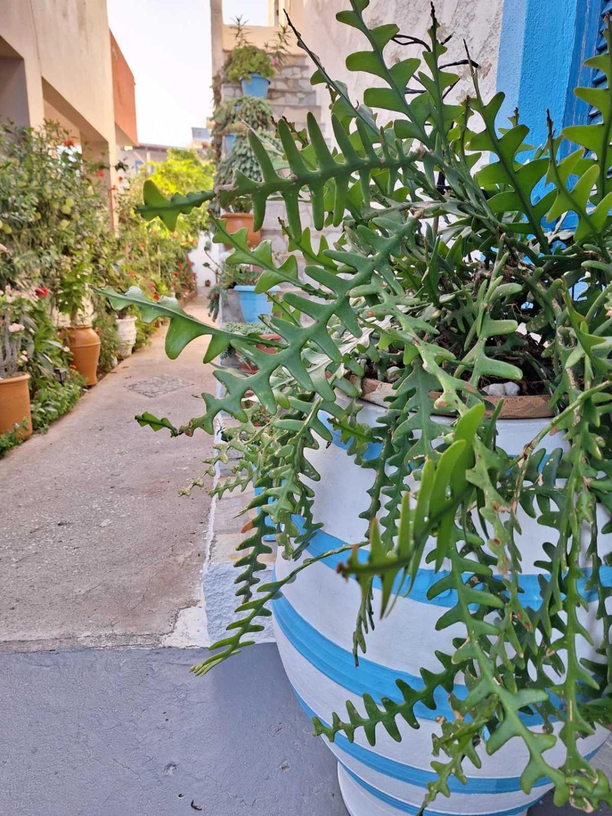 Βig Βlue Apartments Makrýgialos Dış mekan fotoğraf